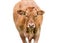 Ginger Cow on White Background