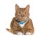 Ginger crossbreed cat, wearing a blue collar and a green bell