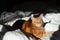 Ginger cute cat lies in bed with a white sheet