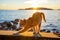 Ginger cute cat stretching a rocky beach and a beautiful sunset over the ocean in the background