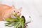 ginger cute fluffy cat nibbles a fallen green plant in a pot, light wooden floor, soil fell out of the pot, copy space