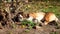 Ginger dog dozing on dry land under the last warm rays of the autumn sun