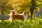 Ginger dog in the park. Sunny day. Sheltie - Shetland sheepdog.