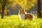 Ginger dog in the park. Sunny day. Sheltie - Shetland sheepdog.