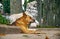 A ginger dog rests near the statue of a lion in Gulhane park. Is