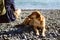 A ginger dog rests next to a man on a pebble beach near the sea on a sunny day.