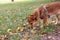 Ginger dog sniffing the ground close up