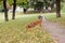 Ginger dog sniffing the ground close up