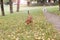 Ginger dog sniffing the ground close up