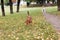 Ginger dog sniffing the ground close up