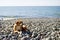 Ginger dog with white spots is resting on a pebble beach near the sea on a sunny day.