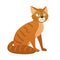 Ginger domestic cat