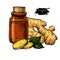 Ginger essential oil bottle and ginger root hand drawn vector il