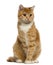 Ginger European Shorthair sitting and looking away