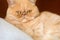 Ginger exotic persian cat portrait