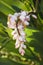 Ginger flower on plant.