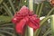 Ginger Flower in the Rain Forest