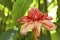 Ginger Flower (root), Barbados, Caribbean