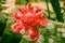 Ginger flower in wild tropical rainforest