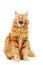 Ginger fluffy cat standing and yawning on white background