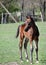 A ginger foal on a meadow