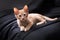 Ginger funny kitten plays on a dark background. Color Orange Tabby Secondary Color