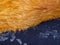 Ginger fur on a blue cashmere