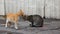 Ginger and grey cats on the street