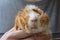 Ginger guinea pig in the male hands funny portrait close up love pet