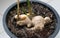 Ginger head in the flowerpot