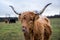 Ginger highland cow