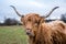 Ginger highland cow