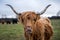 Ginger highland cow