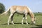 Ginger horse eating grass