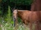 Ginger horse is grazing in the meadow.