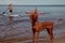 Ginger hunting vizsla dog on beach