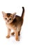 Ginger kitten Abyssinian