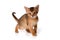 Ginger kitten Abyssinian