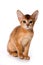 Ginger kitten Abyssinian