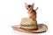 Ginger kitten Abyssinian cat and hat