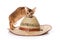 Ginger kitten Abyssinian cat and hat