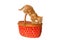 Ginger kitten on a basket