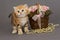 Ginger kitten and basket of flowers