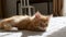 Ginger Kitten is basking in the lights of a sun and shadows. Daytime cat sleep. Concept of adorable cute home pets.