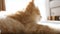 Ginger Kitten is basking in the lights of a sun and shadows. Ginger cat sleeping, daytime cat sleep. Concept of adorable