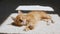 Ginger Kitten is basking in the lights of a sun and shadows. Ginger cat sleeping, daytime cat sleep. Concept of adorable