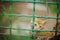 Ginger kitten behind the green bars of an old rusty fence