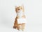 Ginger kitten with blank sign on his neck on a light background