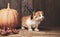 Ginger kitten and halloween pumpkin jack-o-lantern on black wood background