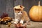 Ginger kitten and halloween pumpkin jack-o-lantern and on wood b